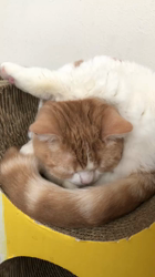 渡辺恭子ブリーダーからお迎えしたスコティッシュ×ブリティッシュ：おもちくん