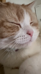 渡辺恭子ブリーダーからお迎えしたスコティッシュ×ブリティッシュ：おもちくん