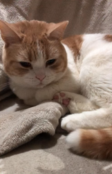 渡辺恭子ブリーダーからお迎えしたスコティッシュ×ブリティッシュ：おもちくん