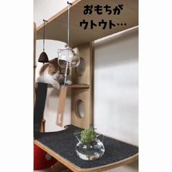 渡辺恭子ブリーダーからお迎えしたスコティッシュ×ブリティッシュ：おもちくん