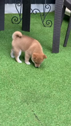 奥村聡ブリーダーからお迎えした柴犬：わさびちゃん