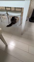 太田克彦ブリーダーからお迎えしたメインクーン：ティファちゃん