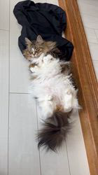 太田克彦ブリーダーからお迎えしたメインクーン：ティファちゃん