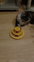 平塚晴美ブリーダーからお迎えしたメインクーン：アイルーくん