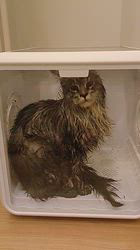 平塚晴美ブリーダーからお迎えしたメインクーン：アイルーくん