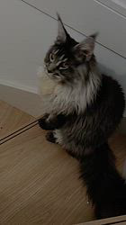 平塚晴美ブリーダーからお迎えしたメインクーン：アイルーくん