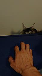 平塚晴美ブリーダーからお迎えしたメインクーン：アイルーくん