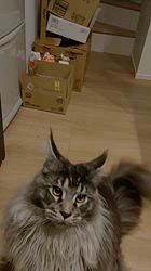 平塚晴美ブリーダーからお迎えしたメインクーン：アイルーくん