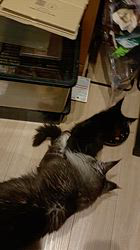 平塚晴美ブリーダーからお迎えしたメインクーン：アイルーくん