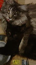 平塚晴美ブリーダーからお迎えしたメインクーン：アイルーくん