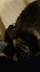 平塚晴美ブリーダーからお迎えしたメインクーン：アイルーくん