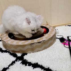 冨岡利枝ブリーダーからお迎えしたミヌエット：リディア姫ちゃん