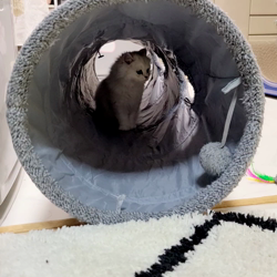 冨岡利枝ブリーダーからお迎えしたミヌエット：リディア姫ちゃん