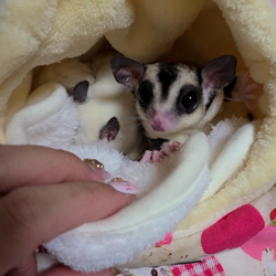 冨岡利枝ブリーダーからお迎えしたミヌエット：リディア姫ちゃん