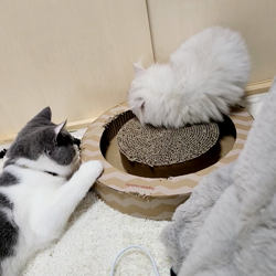 冨岡利枝ブリーダーからお迎えしたミヌエット：リディア姫ちゃん