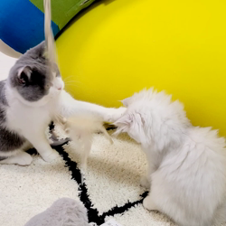 冨岡利枝ブリーダーからお迎えしたミヌエット：リディア姫ちゃん