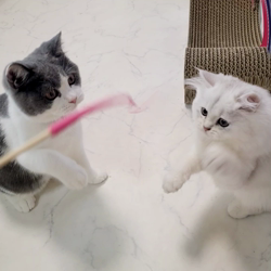 冨岡利枝ブリーダーからお迎えしたミヌエット：リディア姫ちゃん