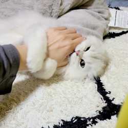 冨岡利枝ブリーダーからお迎えしたミヌエット：リディア姫ちゃん