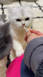 冨岡利枝ブリーダーからお迎えしたミヌエット：リディア姫ちゃん