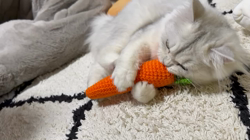 冨岡利枝ブリーダーからお迎えしたミヌエット：リディア姫ちゃん