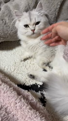 冨岡利枝ブリーダーからお迎えしたミヌエット：リディア姫ちゃん