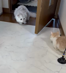 冨岡利枝ブリーダーからお迎えしたミヌエット：リディア姫ちゃん