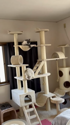 冨岡利枝ブリーダーからお迎えしたミヌエット：リディア姫ちゃん