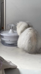 冨岡利枝ブリーダーからお迎えしたミヌエット：リディア姫ちゃん