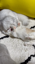 冨岡利枝ブリーダーからお迎えしたミヌエット：リディア姫ちゃん