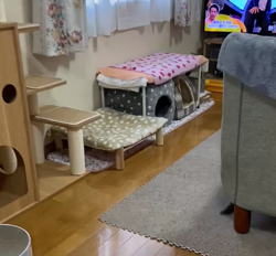 村井令枝ブリーダーからお迎えしたスコティッシュフォールド：こはるちゃん