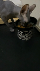 森田聖子ブリーダーからお迎えしたスフィンクス：るいくん