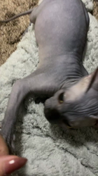 森田聖子ブリーダーからお迎えしたスフィンクス：るいくん