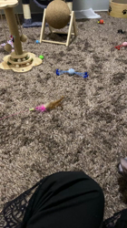 森田聖子ブリーダーからお迎えしたスフィンクス：るいくん