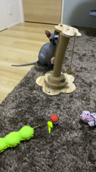 森田聖子ブリーダーからお迎えしたスフィンクス：るいくん