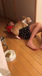 比嘉まゆみブリーダーからお迎えしたウェルシュ・コーギー・ペンブローク：ルピーちゃん