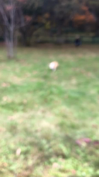 比嘉まゆみブリーダーからお迎えしたウェルシュ・コーギー・ペンブローク：ルピーちゃん