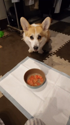 小村一雄ブリーダーからお迎えしたウェルシュ・コーギー・ペンブローク：ルークくん