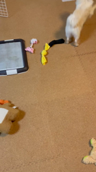 勝間大輝ブリーダーからお迎えしたポメラニアン：しおんくん