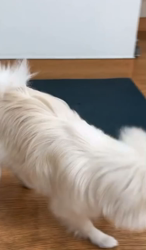 勝間大輝ブリーダーからお迎えしたポメラニアン：しおんくん