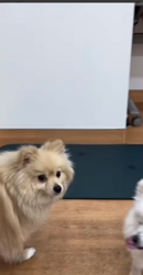 勝間大輝ブリーダーからお迎えしたポメラニアン：しおんくん