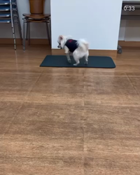 勝間大輝ブリーダーからお迎えしたポメラニアン：しおんくん