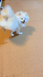 勝間大輝ブリーダーからお迎えしたポメラニアン：しおんくん