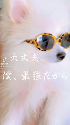 勝間大輝ブリーダーからお迎えしたポメラニアン：しおんくん