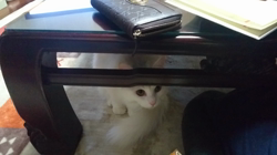 神原崇ブリーダーからお迎えしたメインクーン：小雪ちゃん