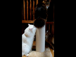 神原崇ブリーダーからお迎えしたメインクーン：信濃くん