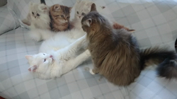 神原崇ブリーダーからお迎えしたメインクーン：信濃くん