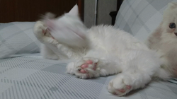 神原崇ブリーダーからお迎えしたメインクーン：小雪ちゃん