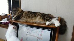 若山育代ブリーダーからお迎えしたメインクーン：大和くん