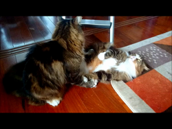 若山育代ブリーダーからお迎えしたメインクーン：大和くん