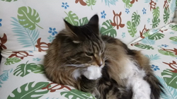 若山育代ブリーダーからお迎えしたメインクーン：大和くん